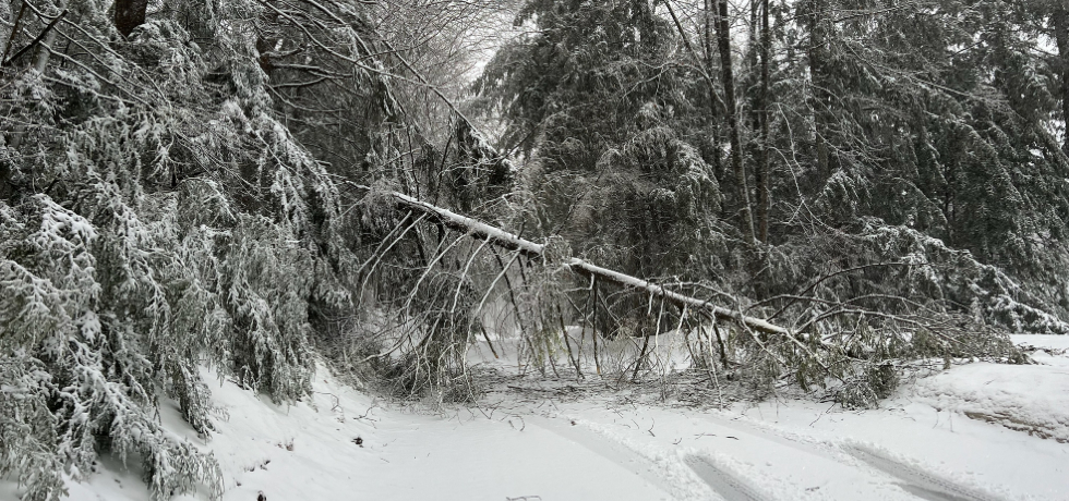A snow-covered tree knocked down near a roadway following a spring storm.