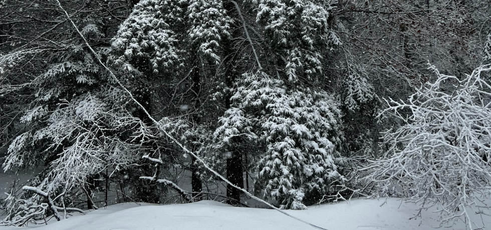 A snow-covered power line that was knocked down during a spring storm.