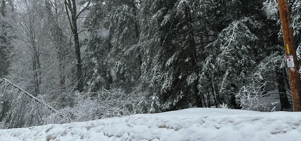 A power line knocked down in a wooded area during a spring storm.