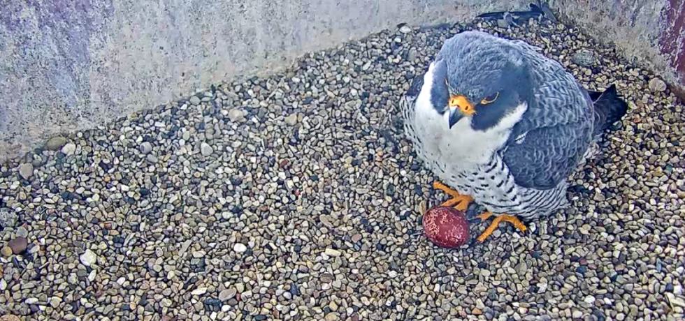 A peregrine falcon watching over an egg inside a nest box.