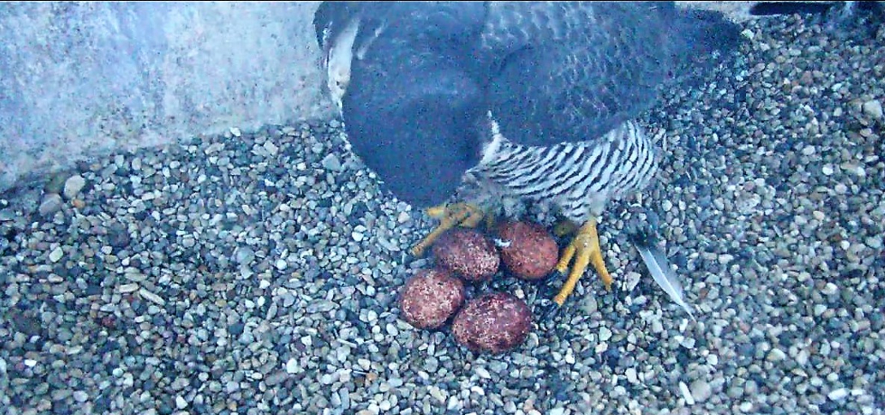 A peregrine falcon with four eggs inside the Weston Power Plant nest box.