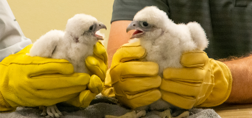 A pair of peregrine falcons being held.