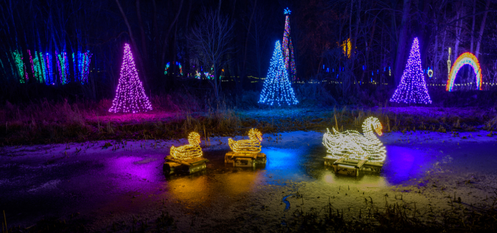 A group of swans created by white holiday lights in front of trees made up of multi-colored holiday lights.