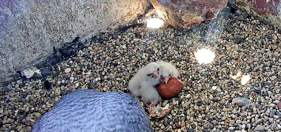 A pair of fluffy white peregrine falcon chicks sits on a gravel bed waiting to eat food from an adult peregrine falcon.