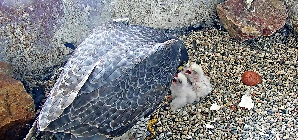 A blue and grey-feathered peregrine falcon feeds three fluffy white peregrine falcon chicks inside a nest box.