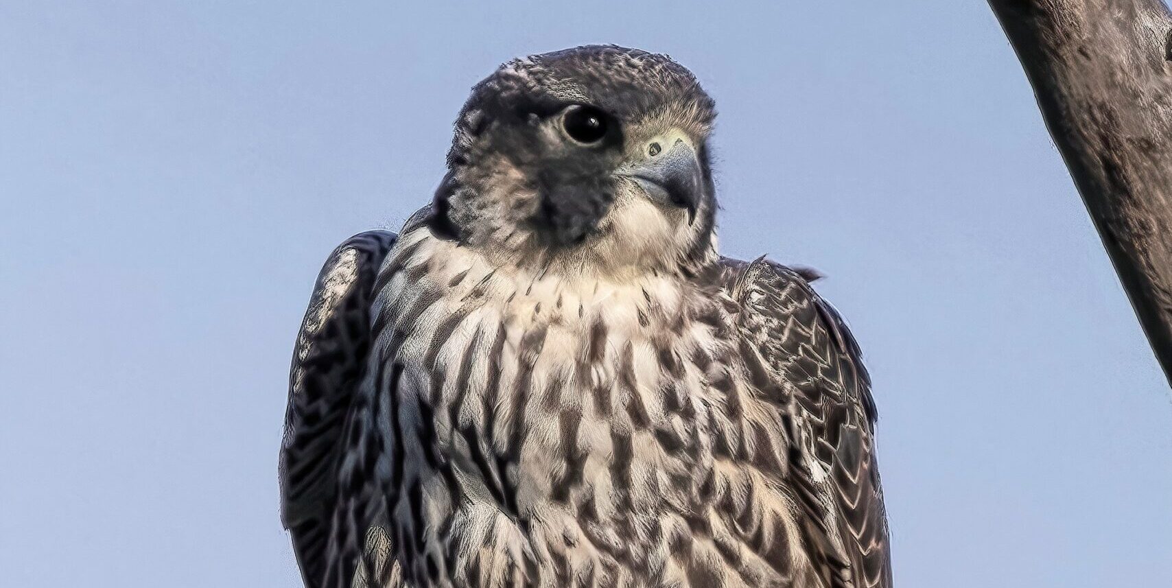 A peregrine falcon with blue-grey feathers sits on top of a tree branch.