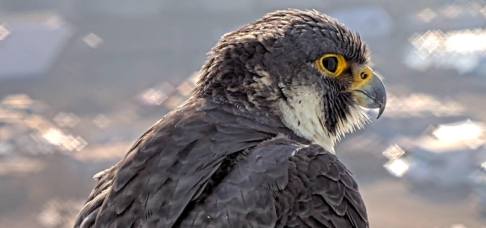 A close-up view of a peregrine falcon looking to the right.