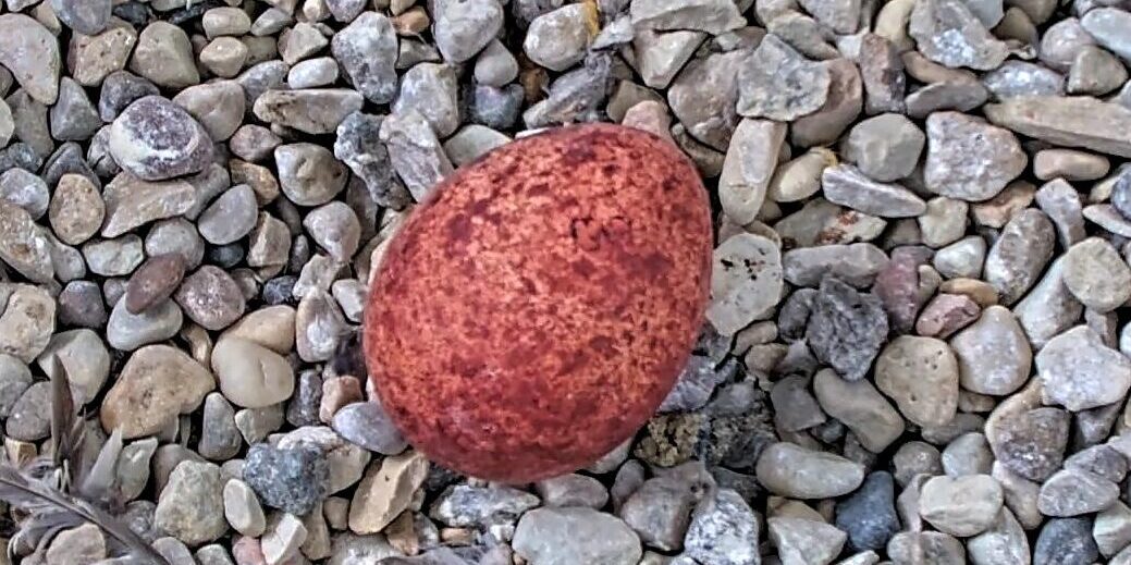 A reddish-brown egg resting on top of gravel.