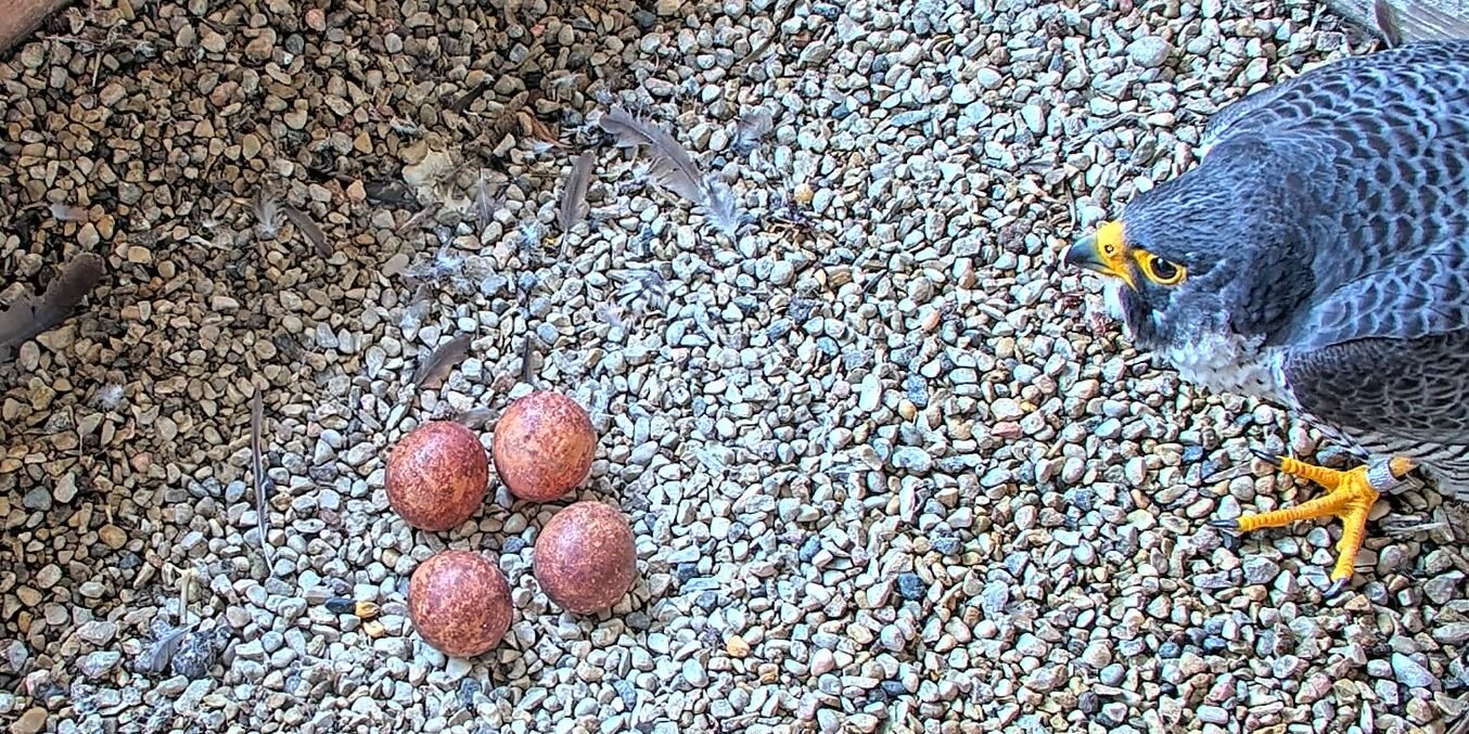 A peregrine falcon looks at four reddish-brown eggs on top of pea gravel.