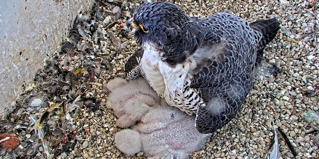 A peregrine falcon with blue and white feathers stands over three small chicks with white feathers.