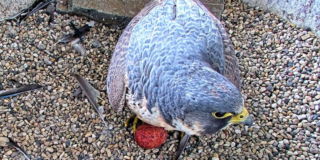 A peregrine falcon with blue-grey feathers stands over a reddish-orange egg on top of pea gravel.