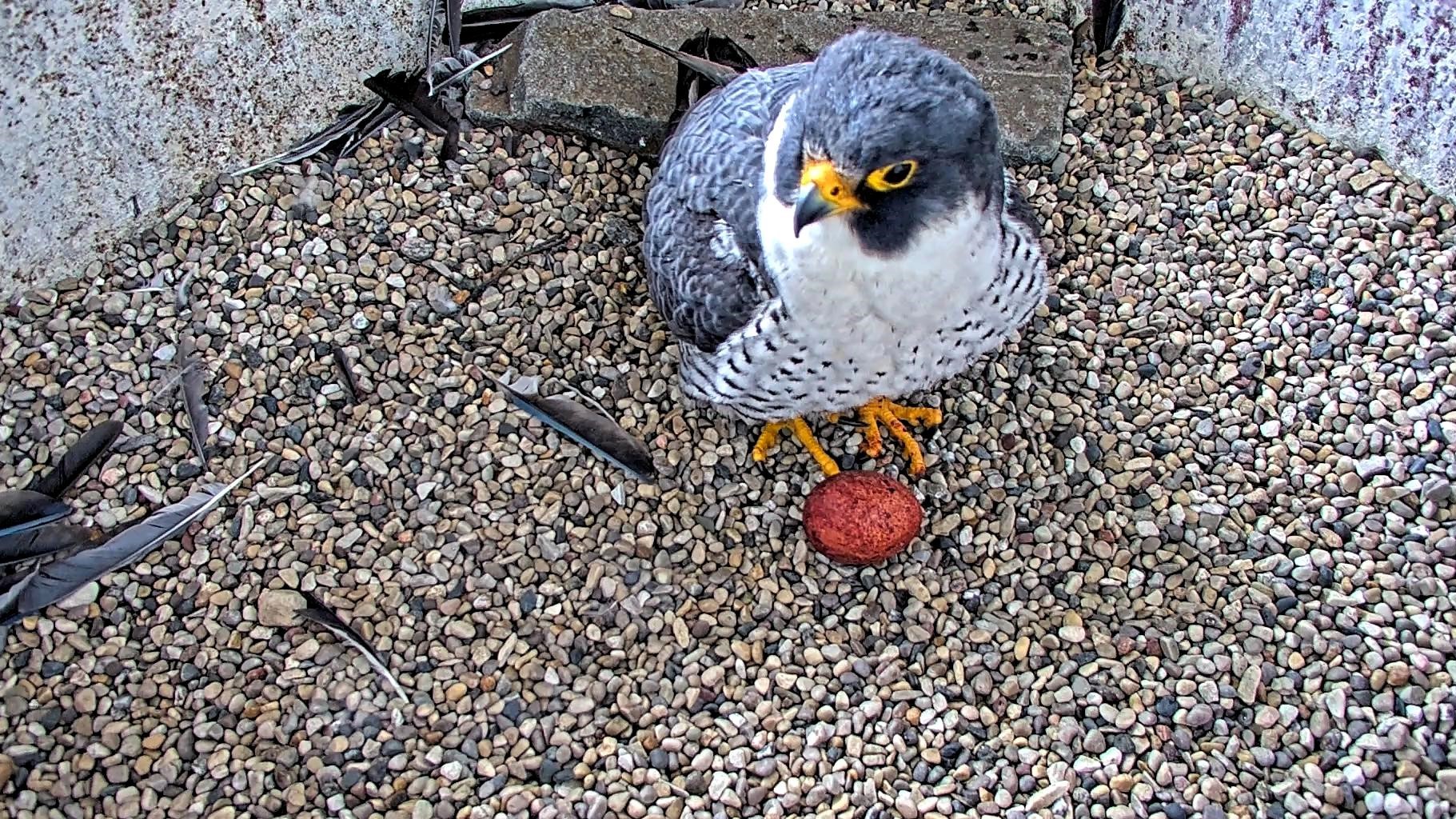 A peregrine falcon with blue-grey feathers stands over a reddish-orange egg on top of pea gravel.