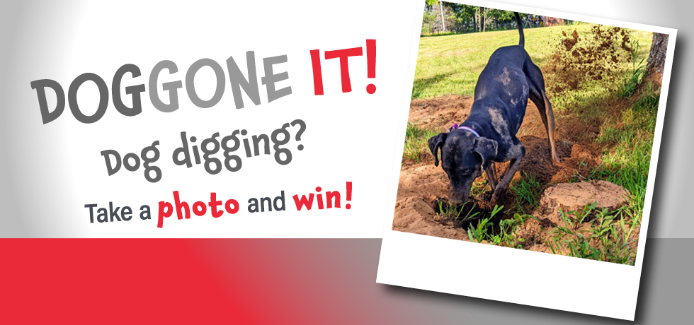 A graphic of a dog with black hair digging a hole next to the words, "Doggone It! Dog digging? Take a photo and win!"