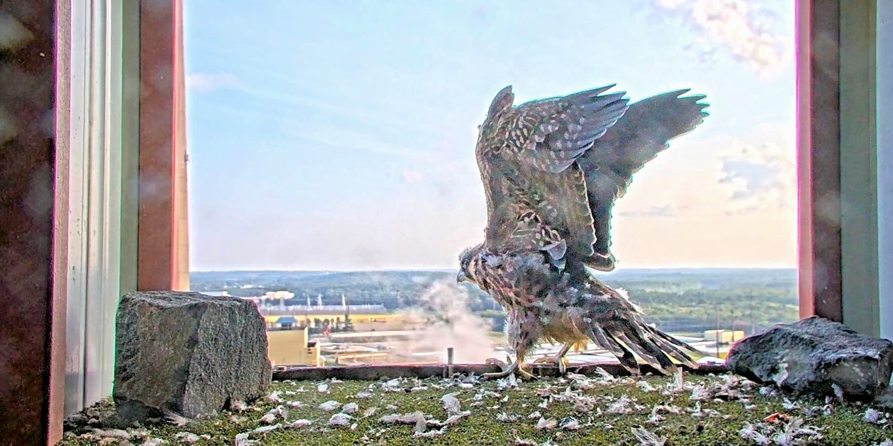 A peregrine falcon flapping its wings on a ledge in front of a scenic horizon.