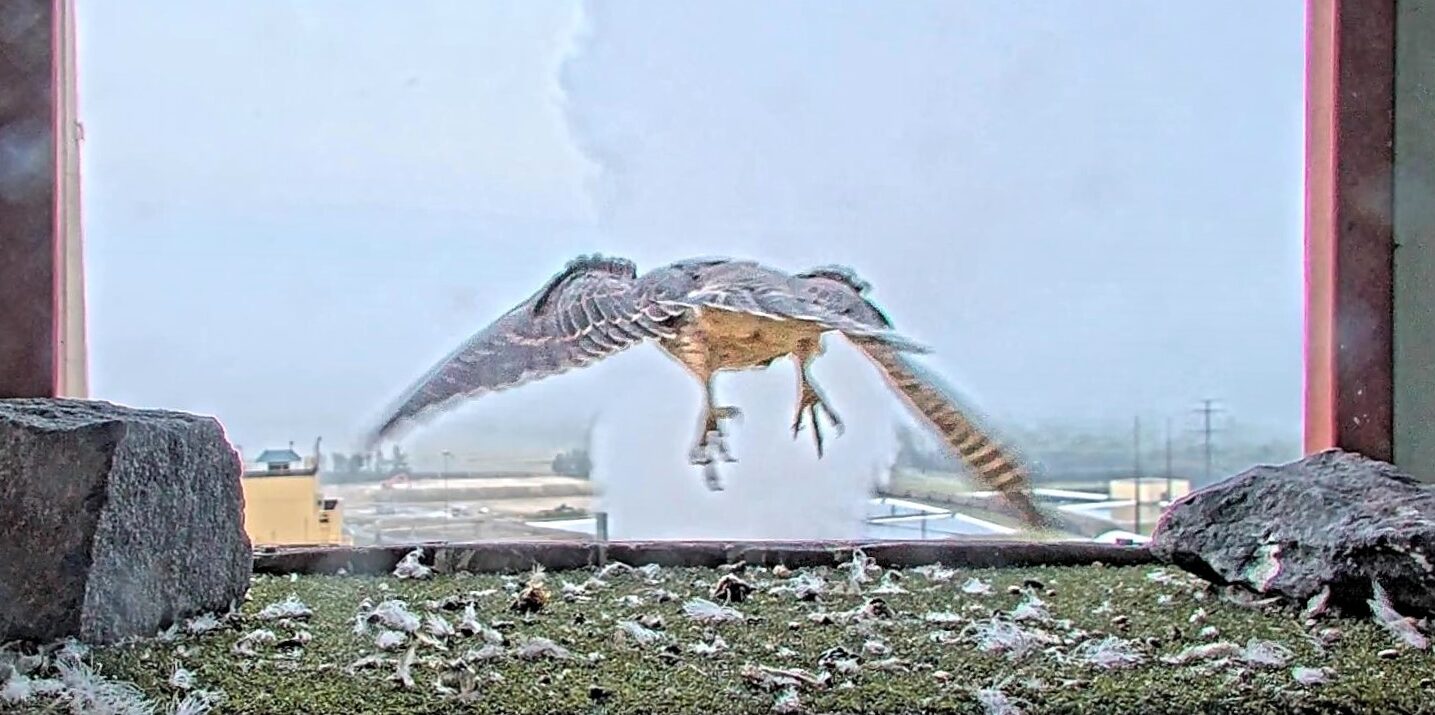 A peregrine falcon flies out of a nest box.