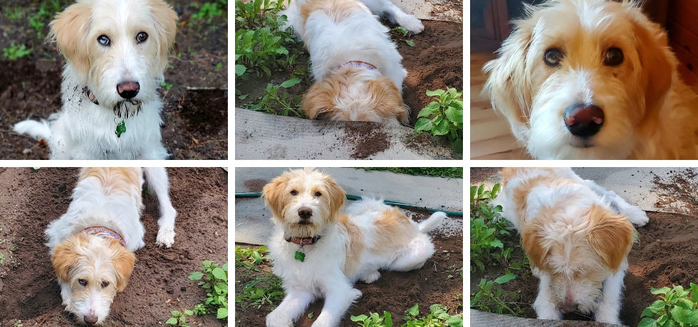 A group of six photos showing a dog with white and brown hair digging or looking at the camera.