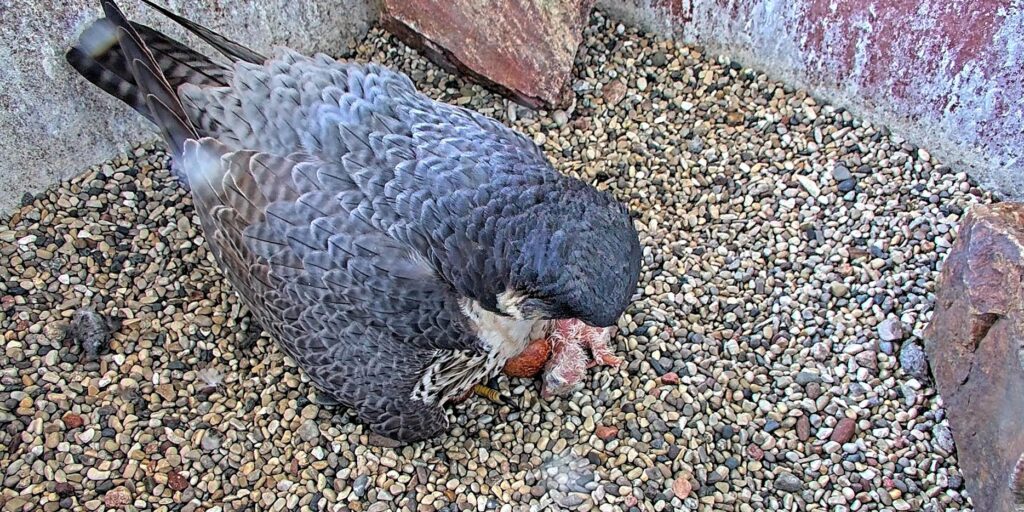 A peregrine falcon sits on top of eggs and one newly hatched chick in a nest box with a gravel floor.