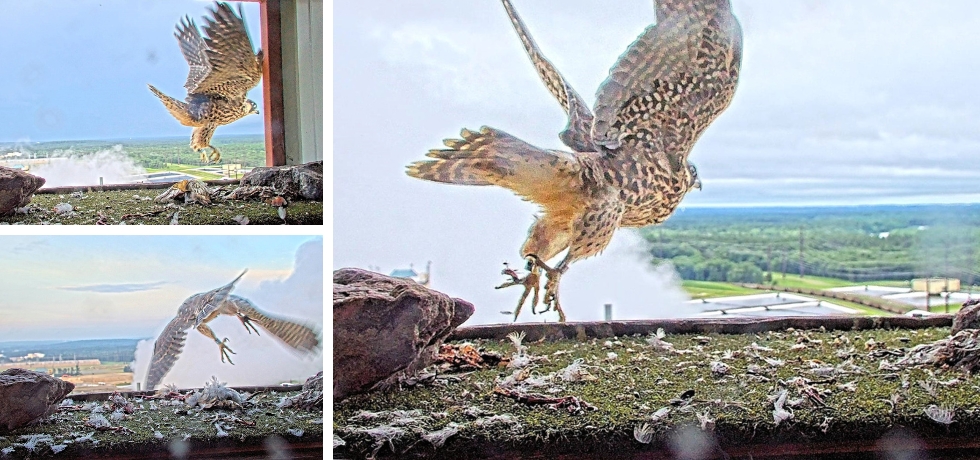 A photo collage showing three separate peregrine falcons flying out of a nest box near a power plant.