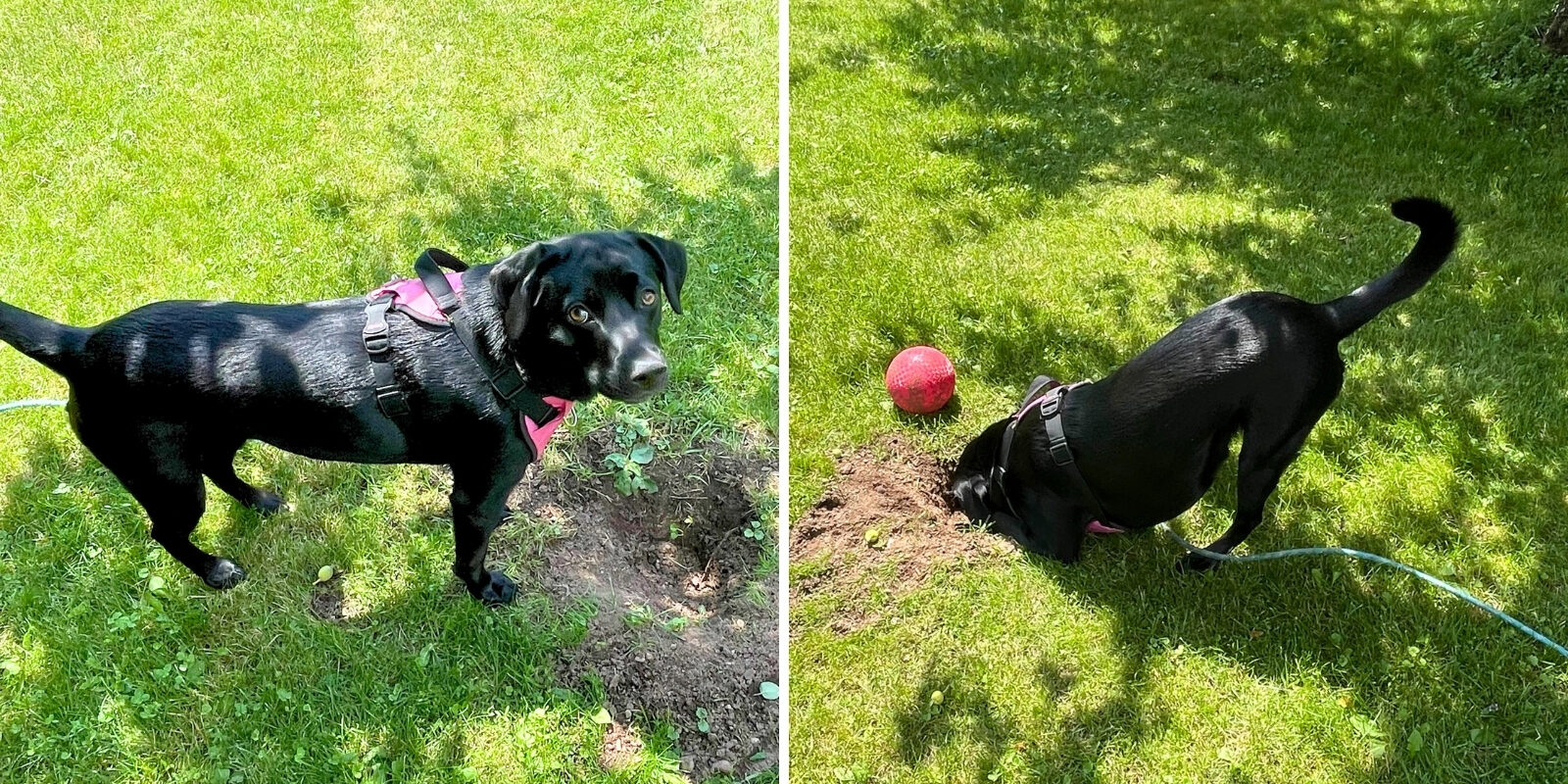 Two pictures of a dog with black hair side by side. The dog is standing over a hole on the left side, and digging the hole on the right side.