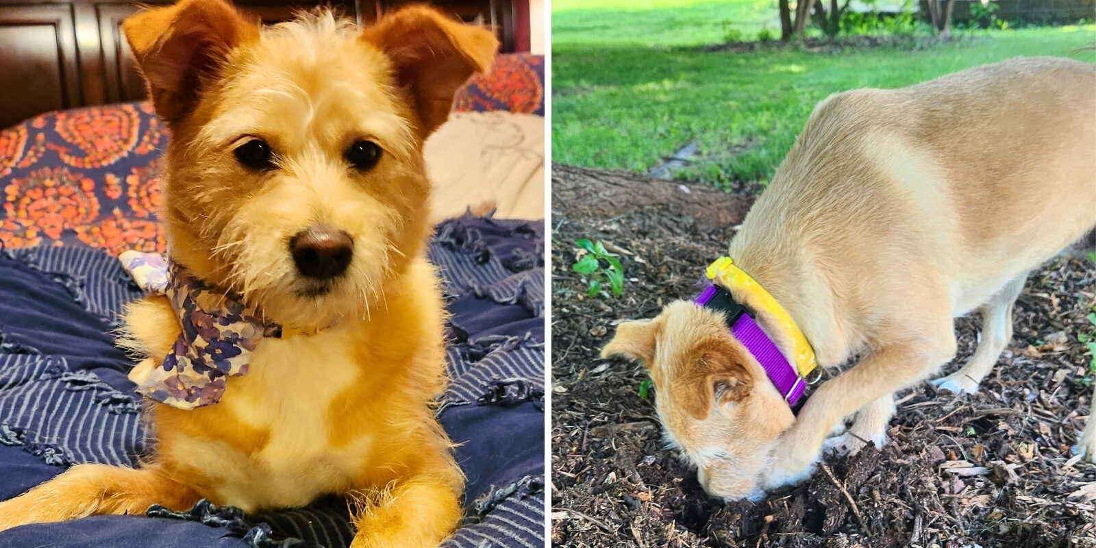 A side by side photo of a small dog with brown hair. The dog is looking into the camera on the right side, and digging a hole in mulch on the left side.