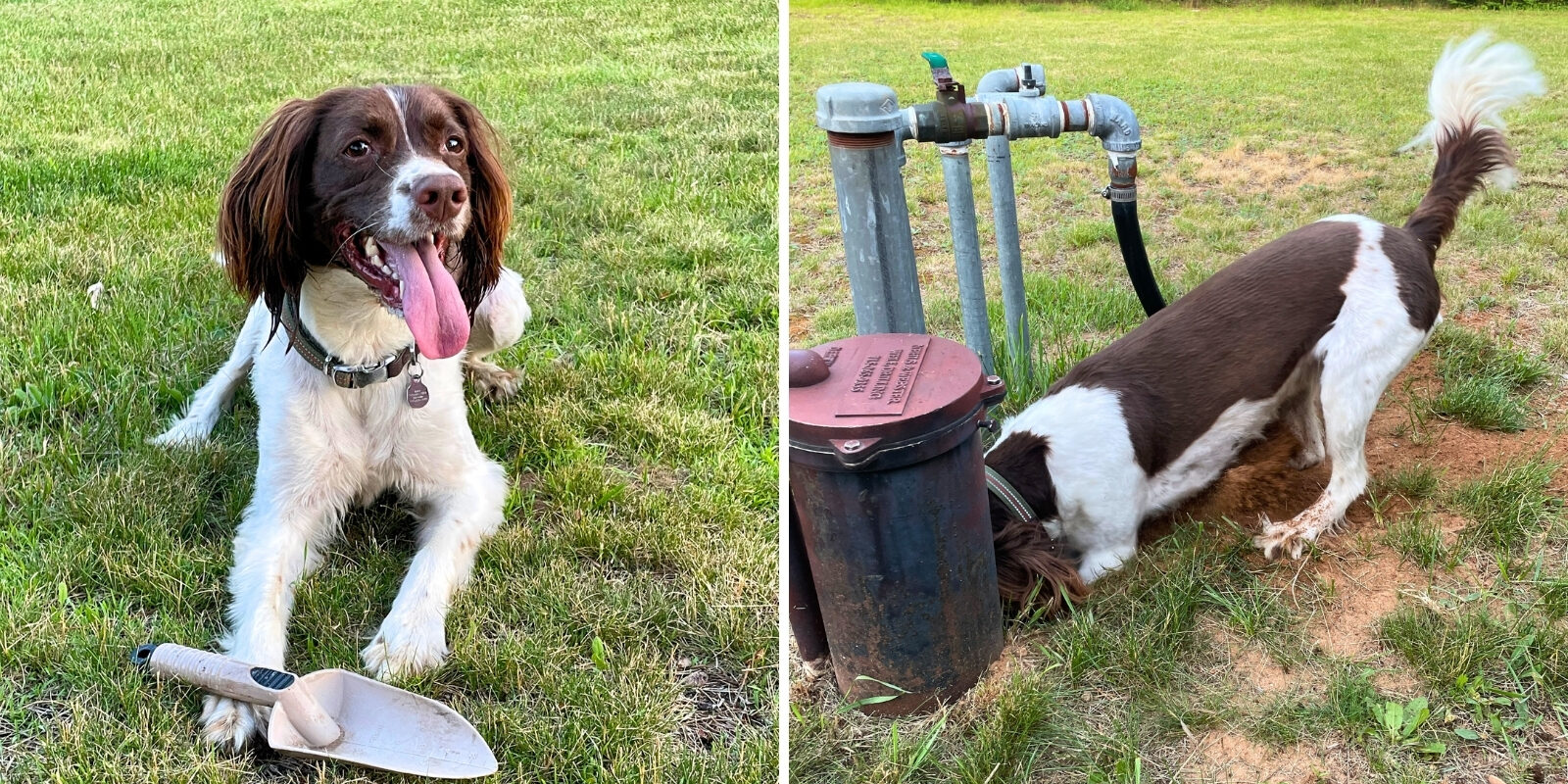 Two pictures side by side of a dog with brown and white hair. The dog is laying down with its tongue out on the left side, and is digging a hole on the right side.