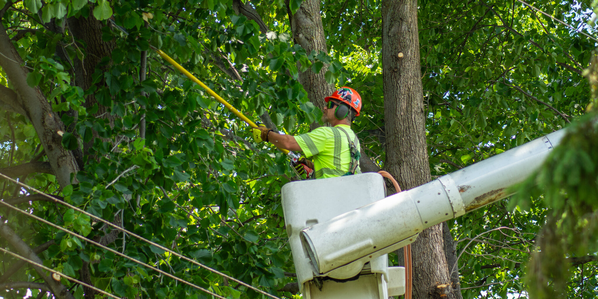 A forestry worker trims back a tree branch while in a utility bucket near power lines.