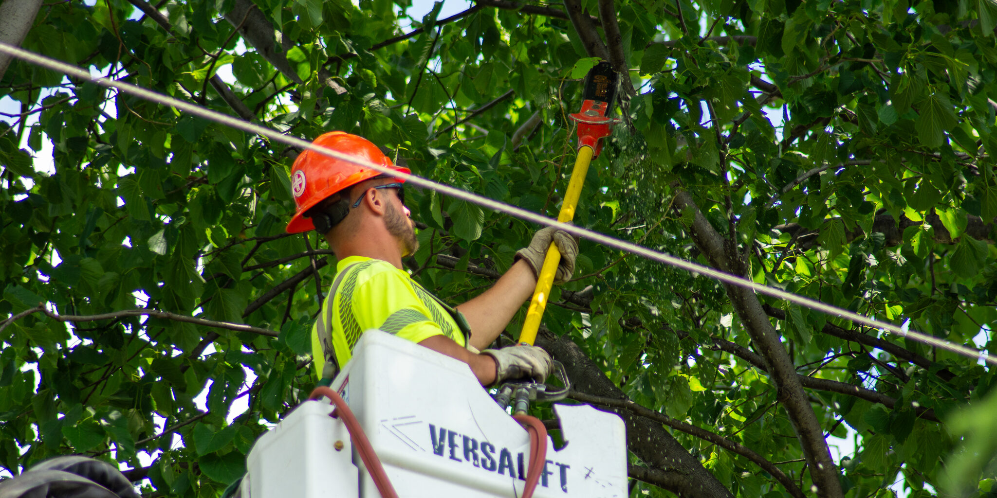 A forestry worker trims a tree limb off a tree while working next to a power line.
