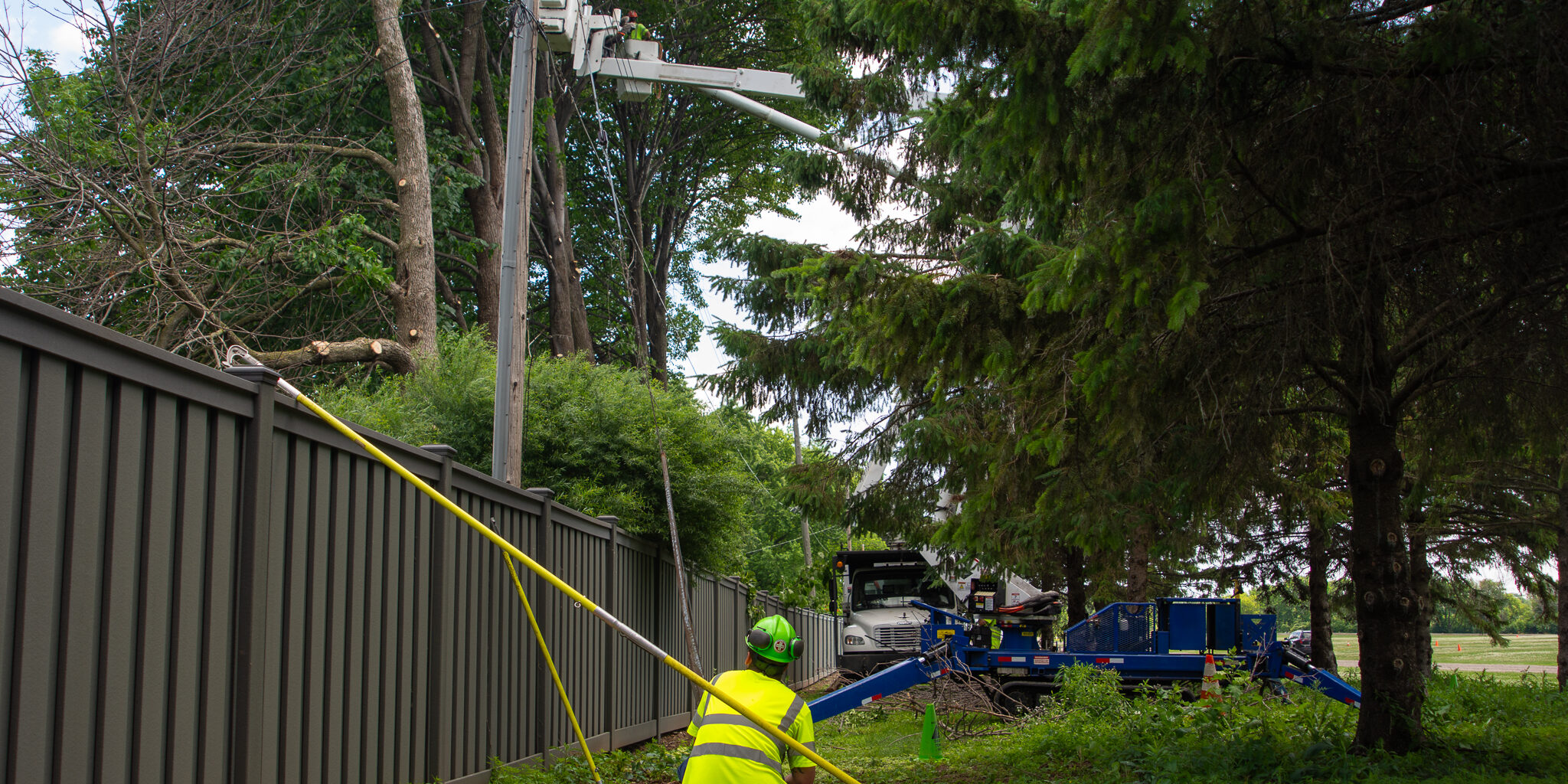 A tree trimming worker kneels down to watch forestry crews trim large trees near utility poles and power lines.