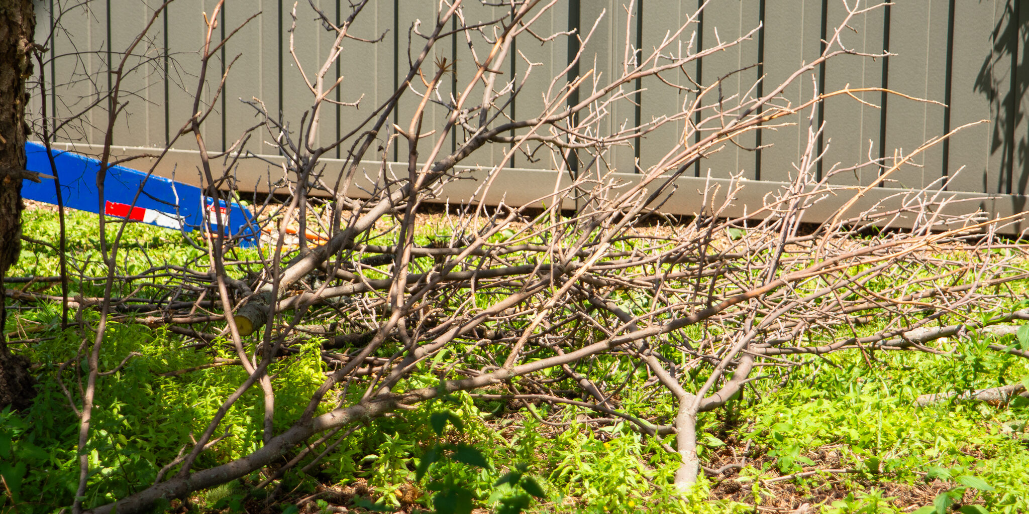 A small pile of tree branches lays on grass near a green fence.