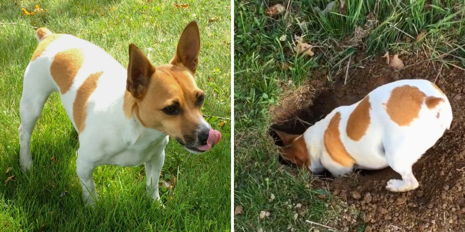 Two pictures side by side of a dog with brown and white hair. The dog is standing on grass on the left side, and digging a hole on the right side.