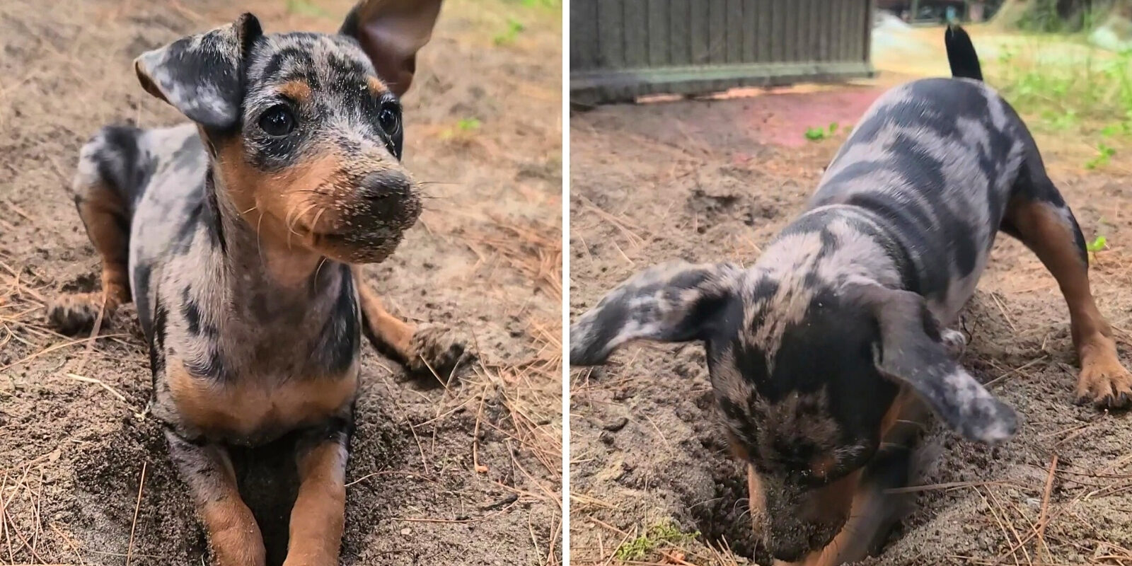 Two photos side by side of a dog with dark and light brown hair. The dog is laying down on sand on the left side, and digging in the sand on the right side.