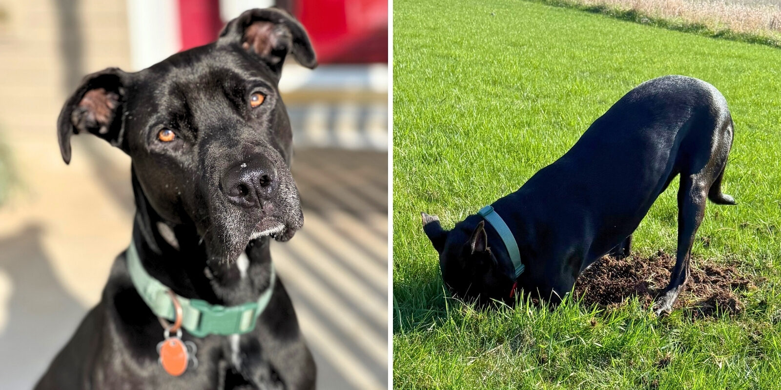 Two photos side by side of a dog with black hair. The dog is looking into the camera on the left side, and digging a hole in grass on the right side.