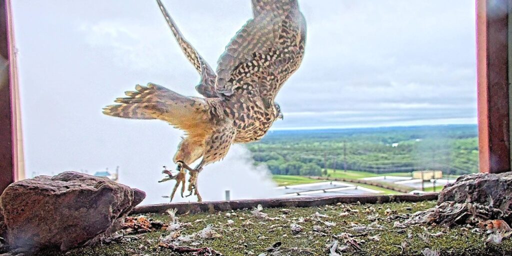 A peregrine falcon flies out of a nest box with its wings raised on a partly cloudy day.