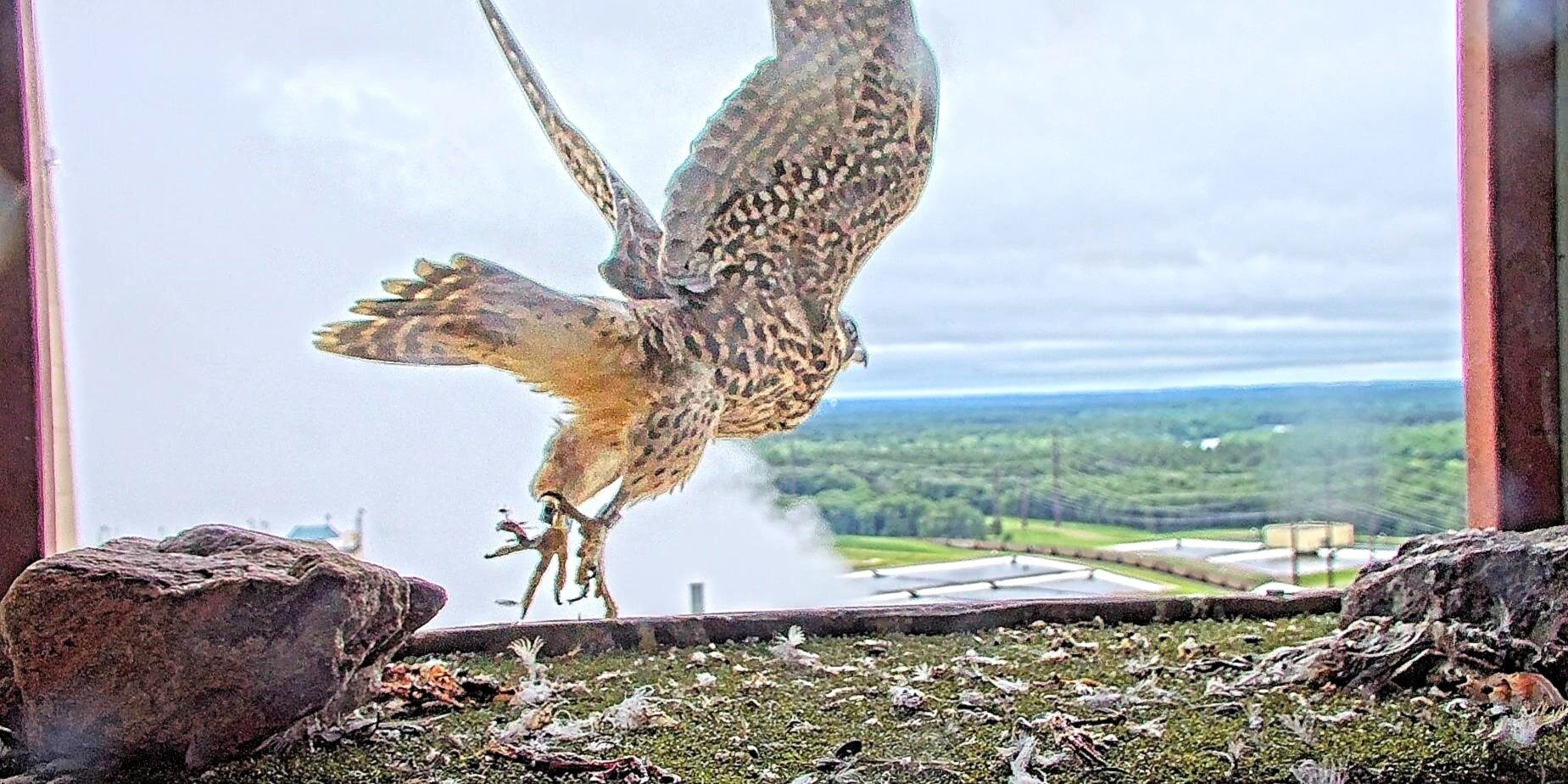 A peregrine falcon flies out of a nest box with its wings raised on a partly cloudy day.