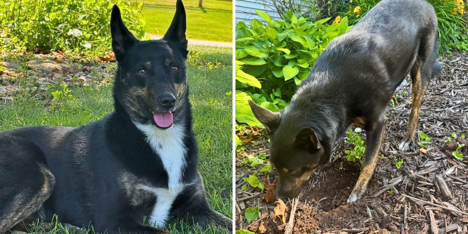 Two photos side by side of a dog with black, brown and white hair. The dog is laying on grass on the left side, and digging a hole in mulch on the  right side.