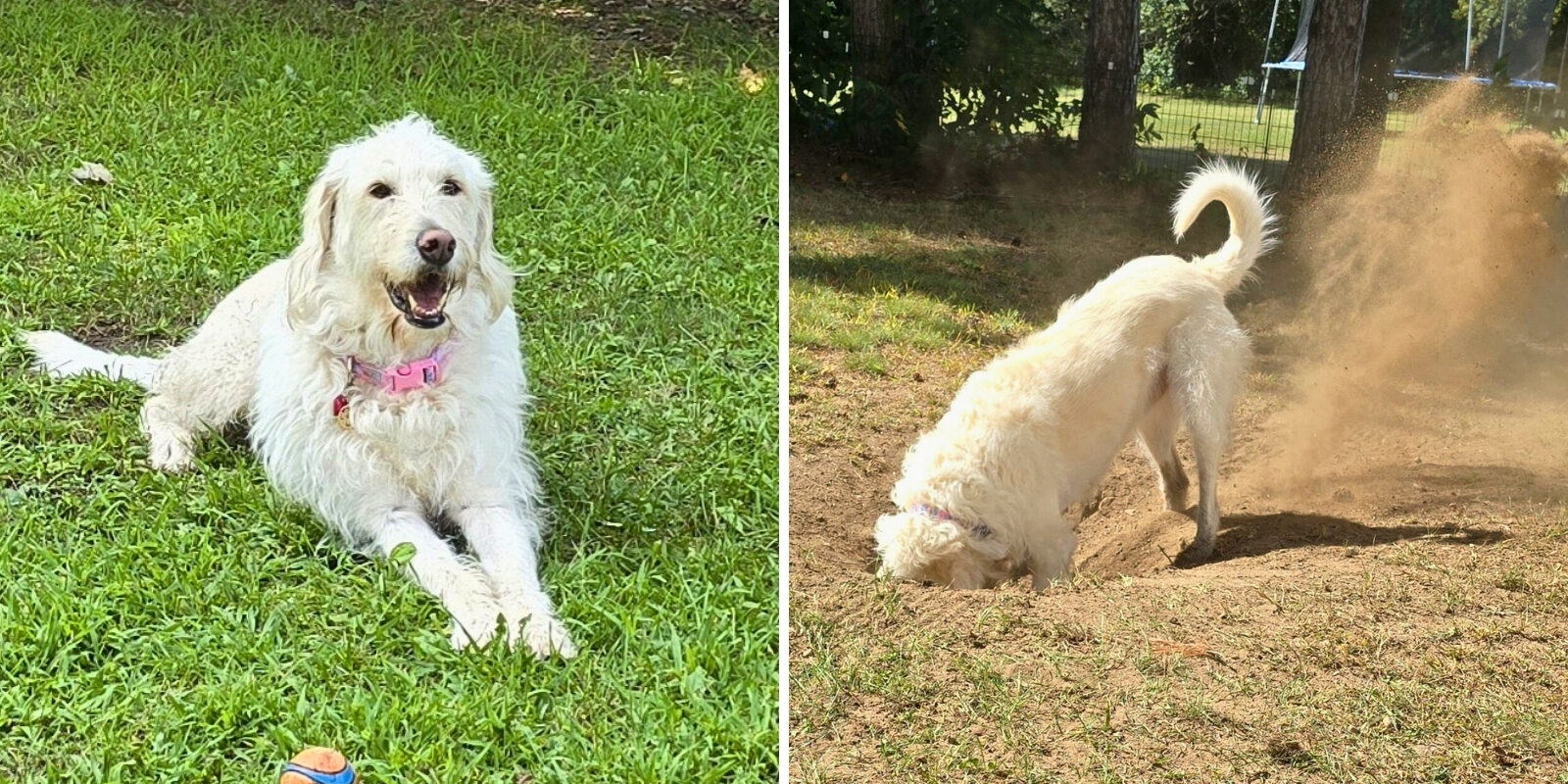 Two photos side by side of a dog with white hair. The dog is laying down on grass on the left side, and digging a hole in dirt on the right side.