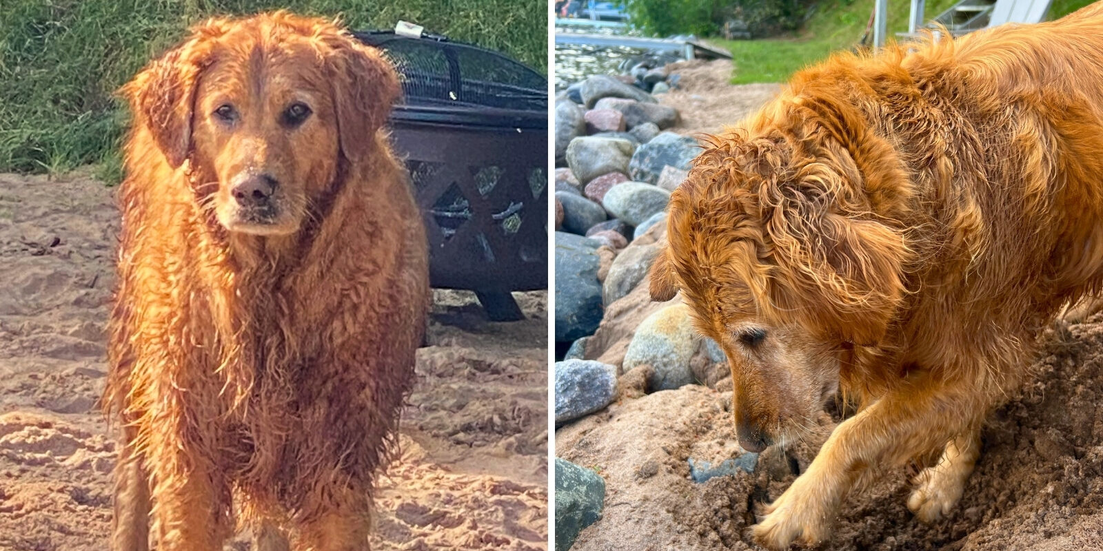 Two photos side by side of a golden retriever. The dog is standing on sand on the left side, and digging a hole between rocks in the sand on the right side.
