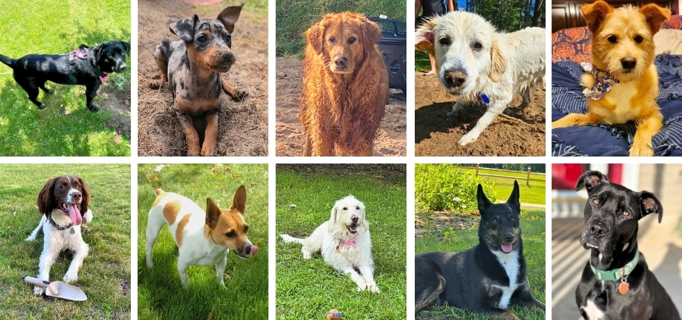 A collage of ten dogs of different breeds.