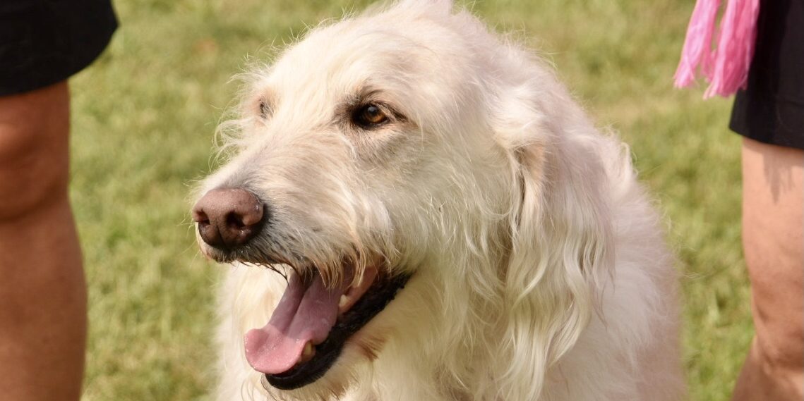 A dog with white hair and its mouth open looks ahead.