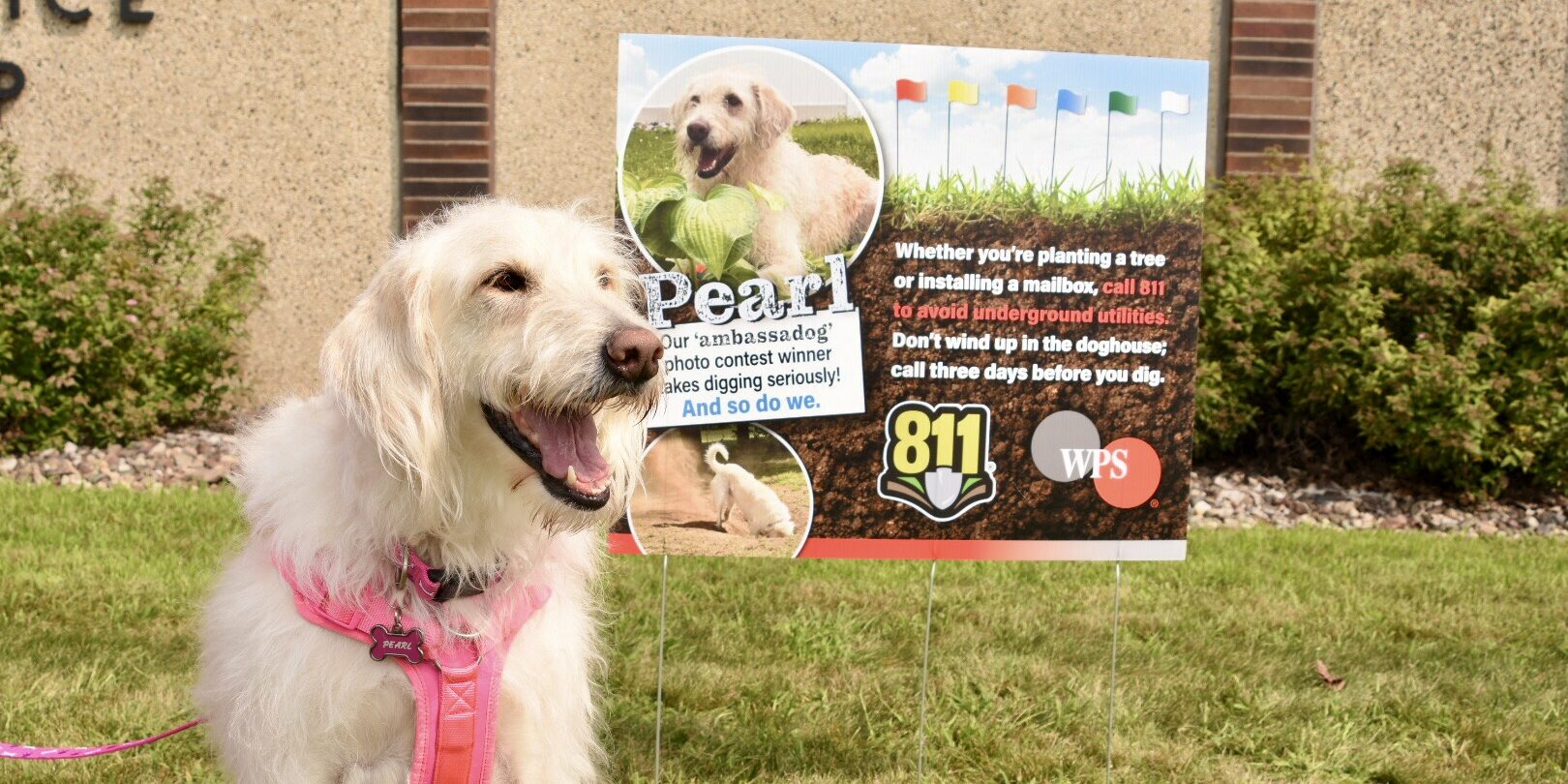 A dog with white hair sits next to a small yard sign featuring its picture, the 811 logo and the WPS logo.