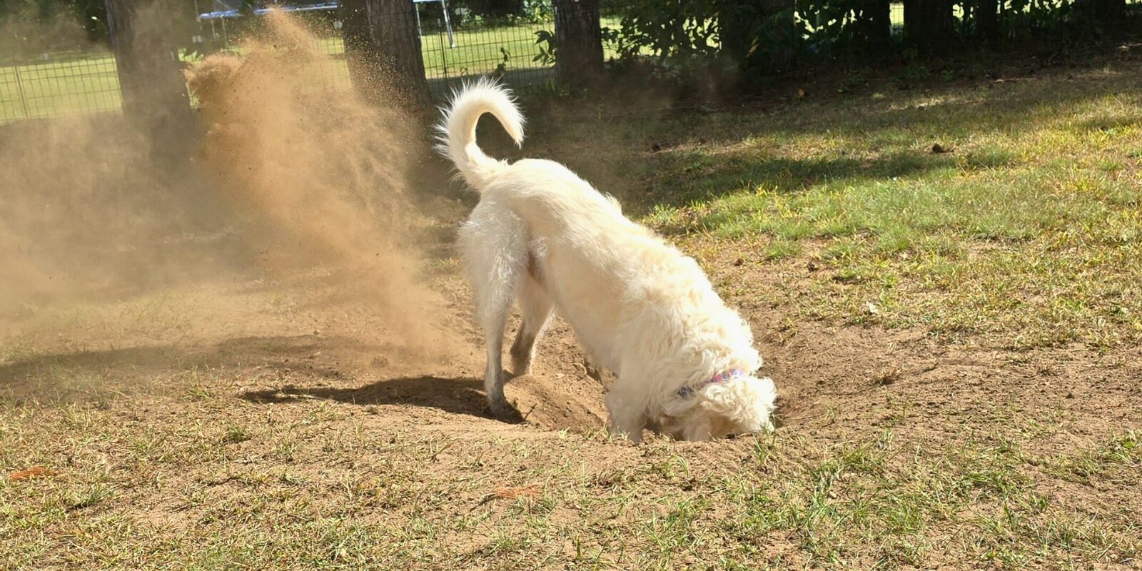 A dog with white hair digs a hole in the ground on a grass lawn.