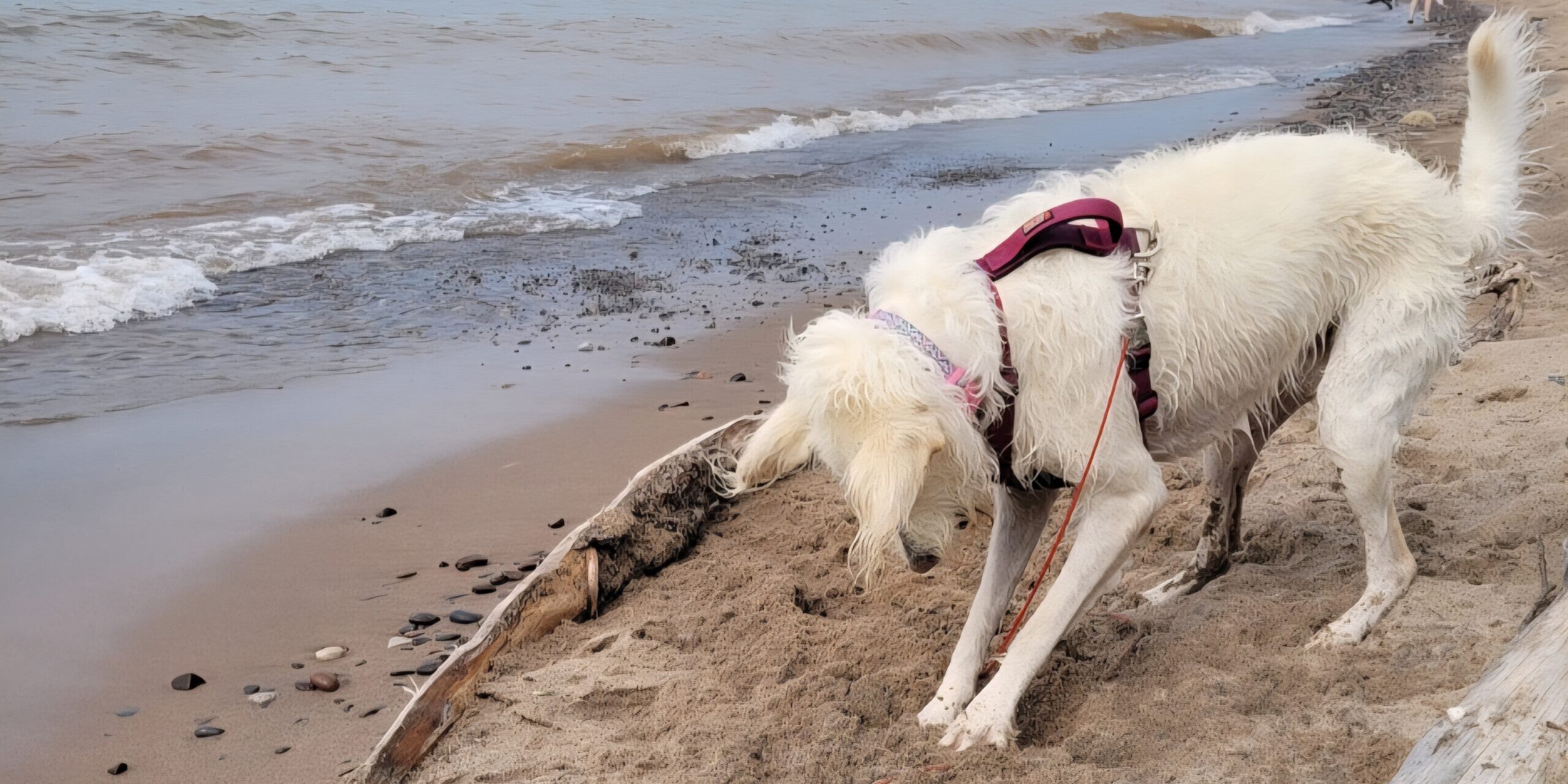 A dog with white hair digging into the sand on a beach.