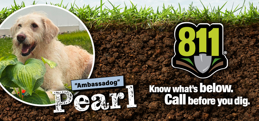A graphic featuring a photo of a dog with white hair near the words, "Ambassadog Pearl." On the right side of the graphic is the 811 logo and slogan.