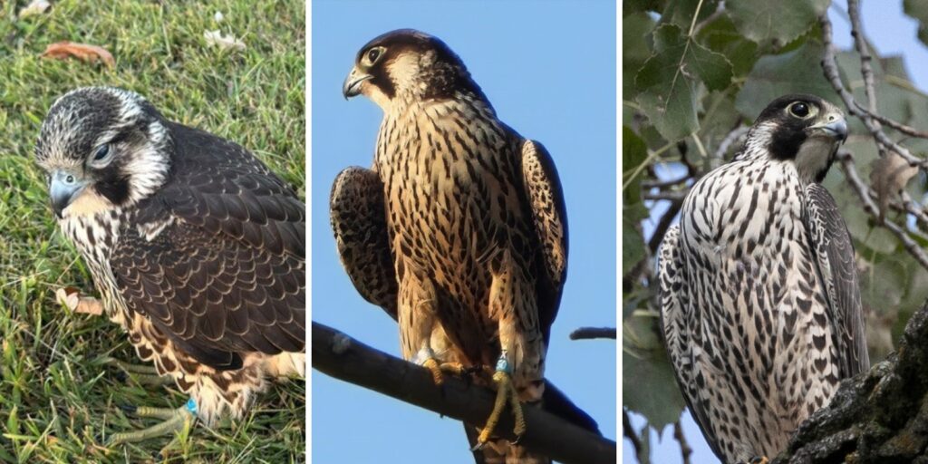 A collage of three peregrine falcons with one on grass and the middle and right falcons perched on tree branches.