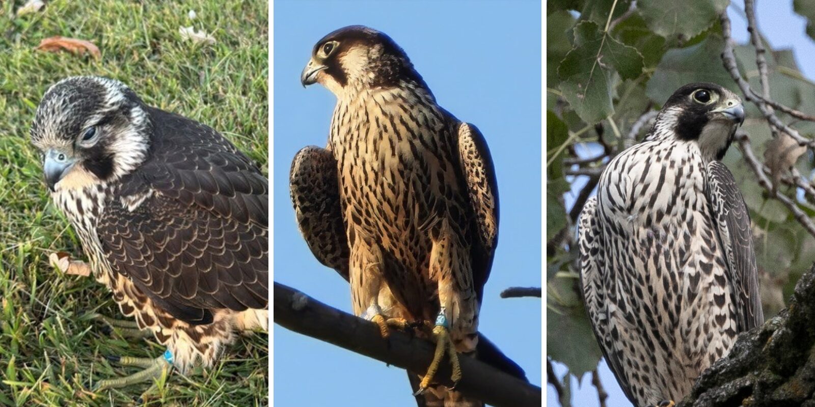 A collage of three peregrine falcons with one on grass and the middle and right falcons perched on tree branches.