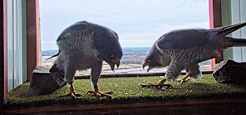 Two peregrine falcons stand on top of artificial turf inside a nest box on a sunny day.