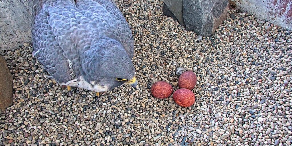 A blue and white peregrine falcon watches over three reddish-brown eggs inside a nest box lined with pea gravel.