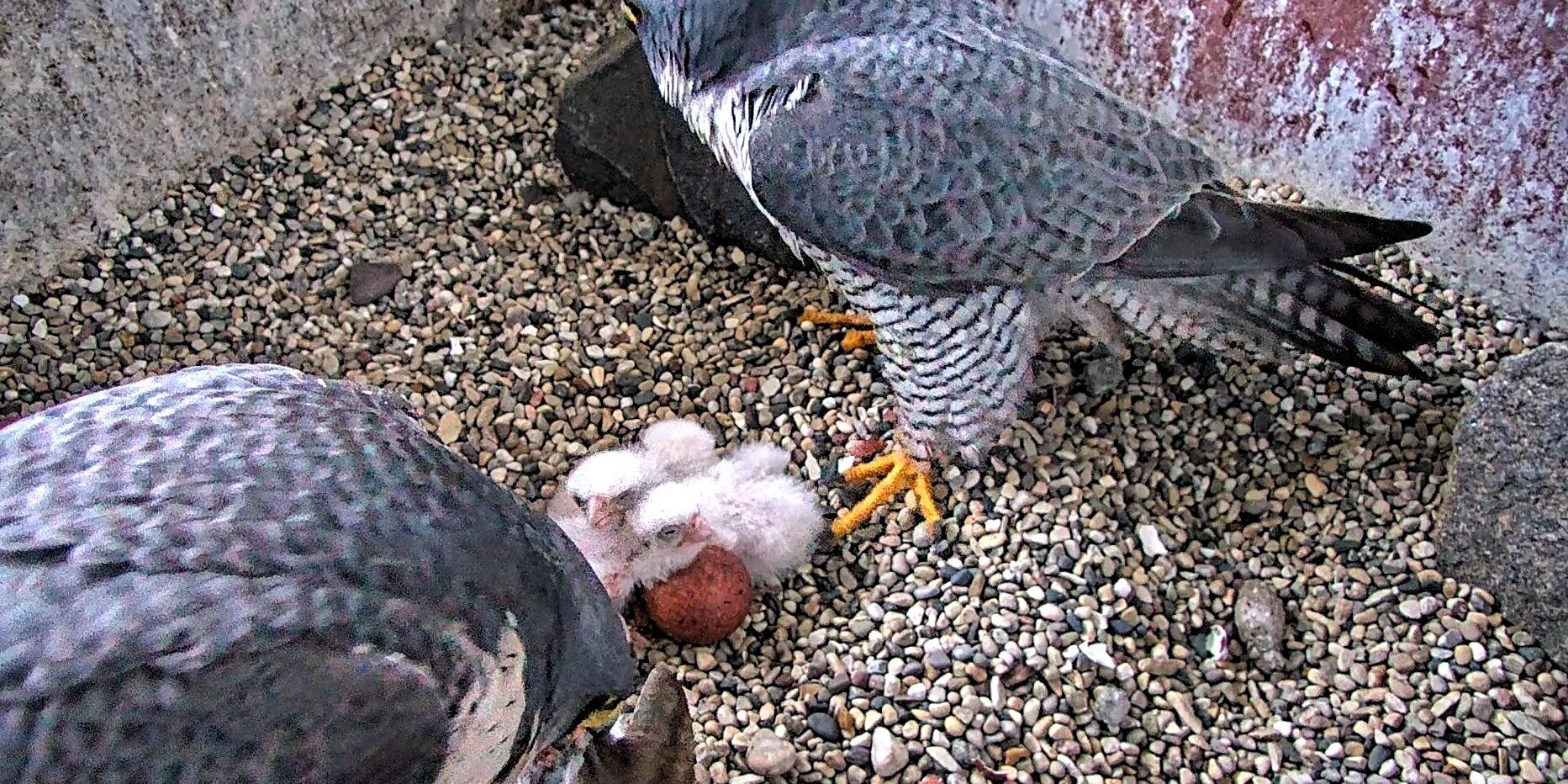 Two peregrine falcons watch over three chicks with white hair inside a nest box