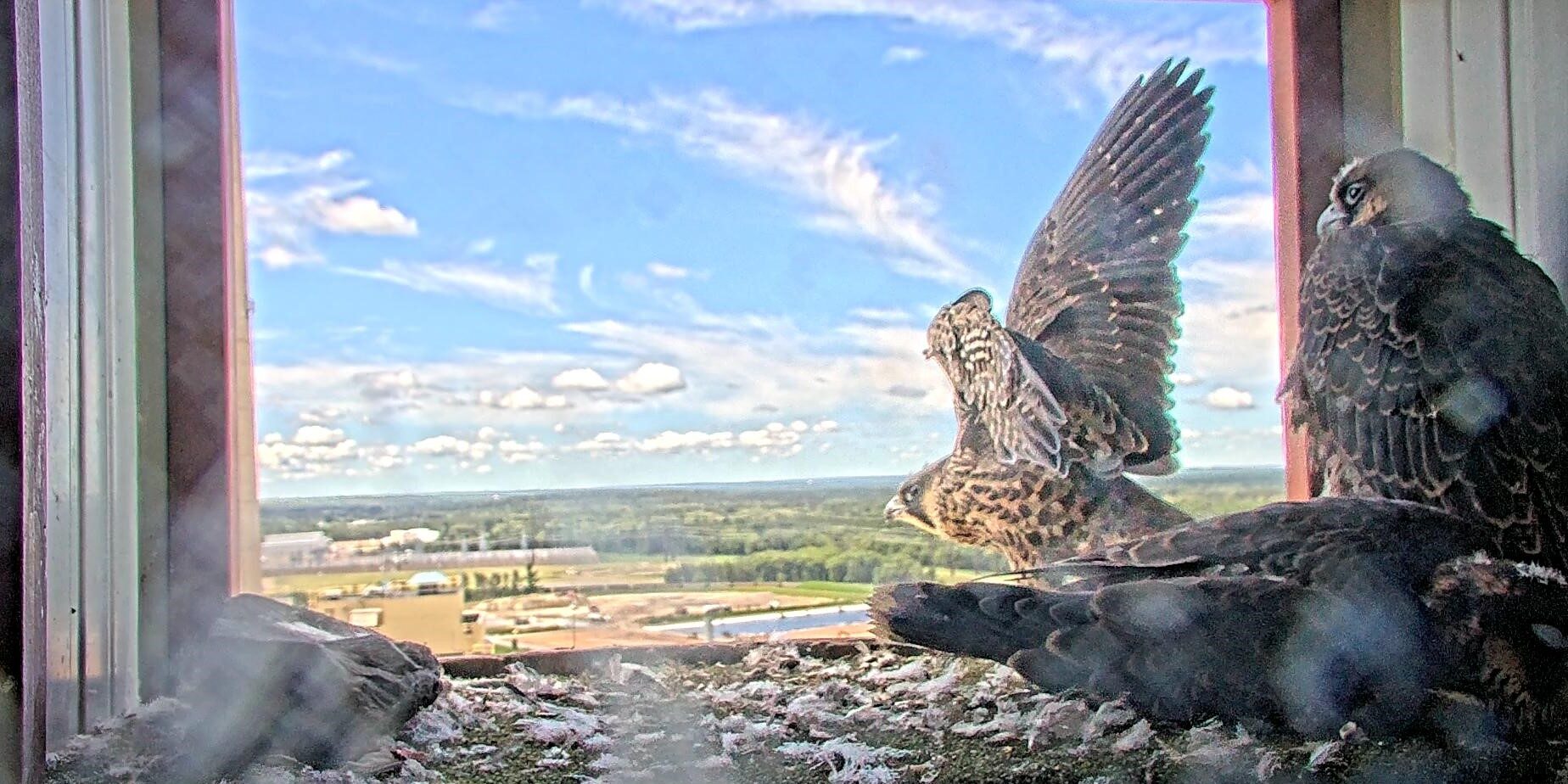 A young peregrine falcon flaps its wings near two other falcons inside a nest box on a sunny day.