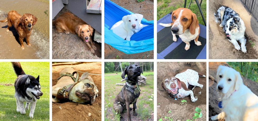 A collage of 10 photos of dogs of various breeds and fur colors.
